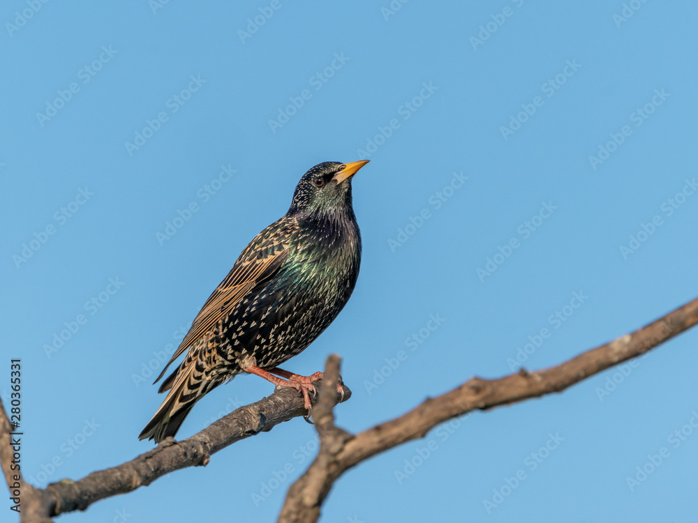 Common starling (Sturnus vulgaris) taken in the UK Common starling (Sturnus vulgaris) taken in the UK