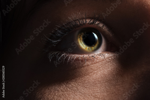 close up view of adult woman eye with eyelashes and eyebrow looking away
