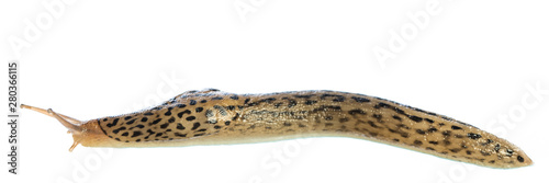 leopard slug (Limax maximus) alive isolated on white background - side view photo