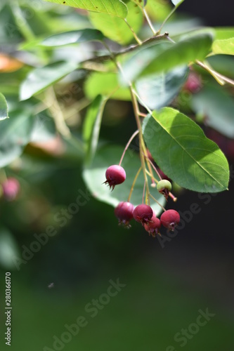 Unreife Beeren einer Felsenbirne (Amelanchier) photo