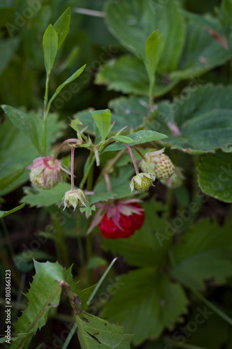 Summer berries. Red strawberry berries with leaves closeup. © Elen Spirit