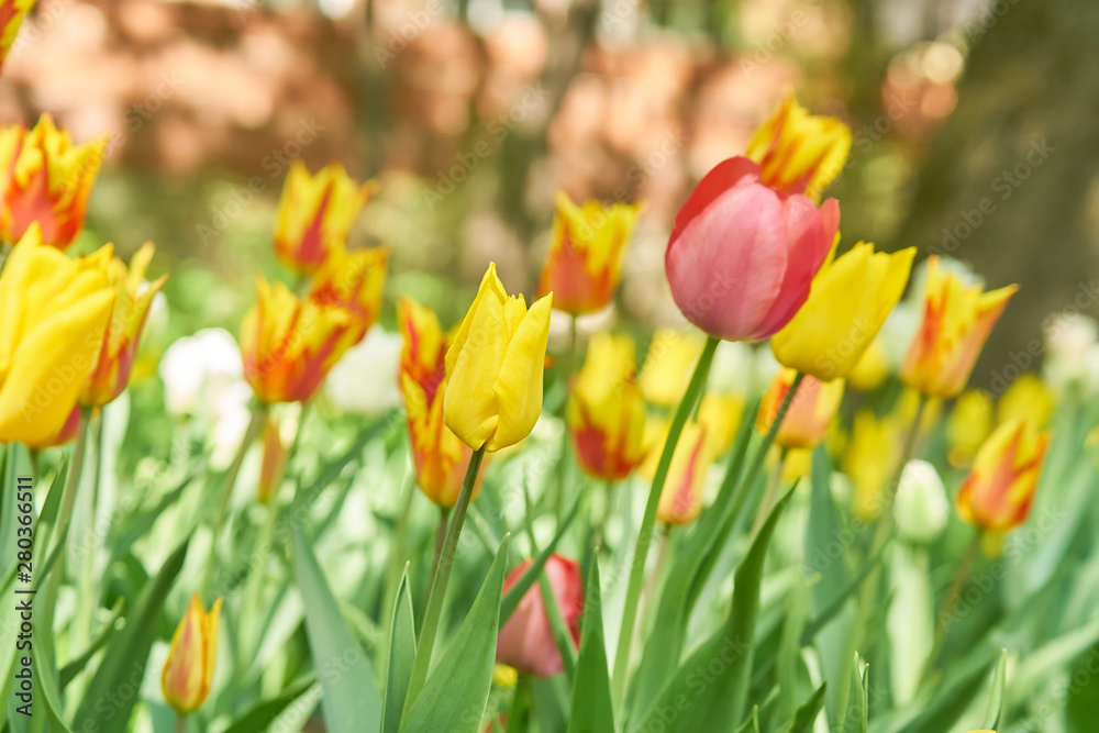 blooming field of pink and yellow tulips, floral background