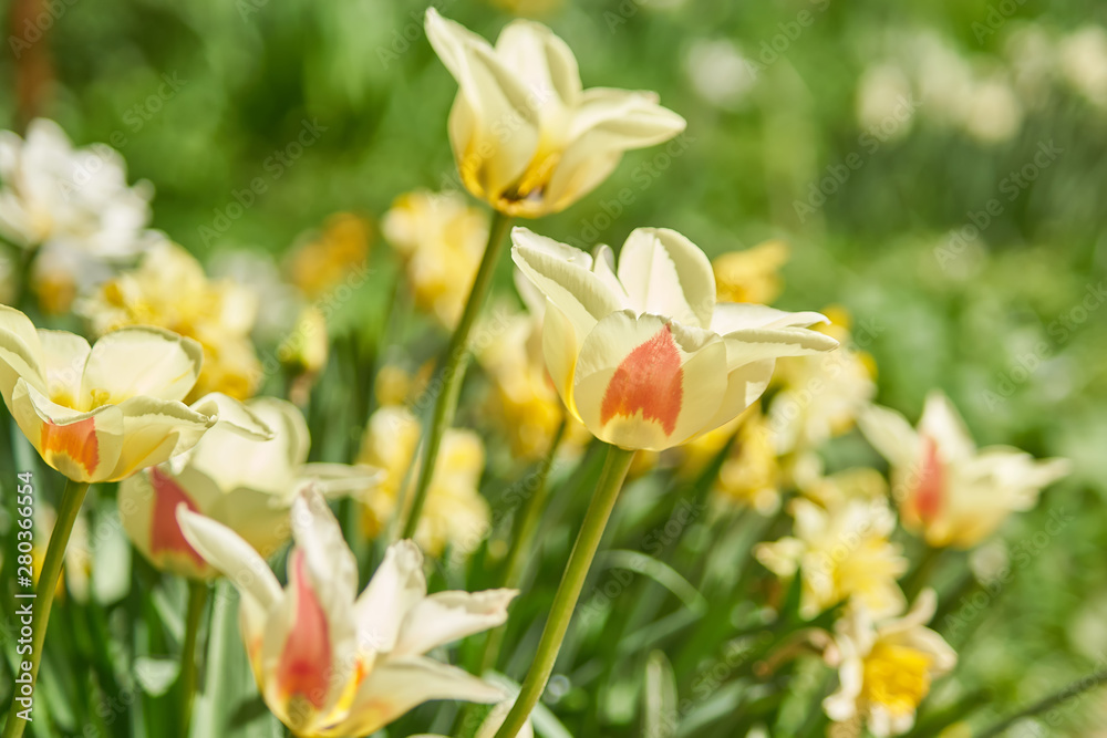 Beautiful orange and yellow tulip field in spring, natural background Beautiful orange and yellow tulip field in spring, natural background