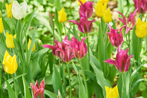 blooming field of purple and yellow tulips, floral background