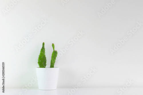 Small green cactus  freshly planted in white pot with white background. Minimalist photo
