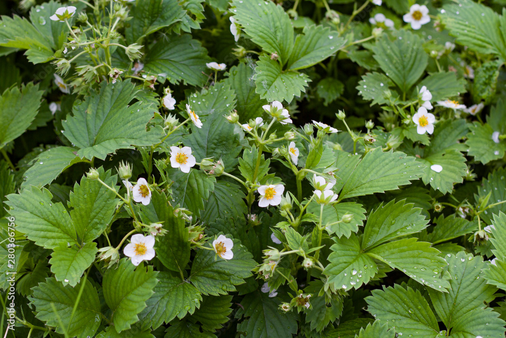 Summer flowers. Many white flowers in the meadow close-up.