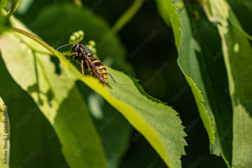 wasp on green leaves, wildlife. wasp on green leaves, wildlife.