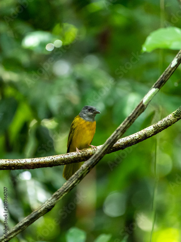 Grey-headed Tanager (Eucometis penicillata) in Costa Rica photo