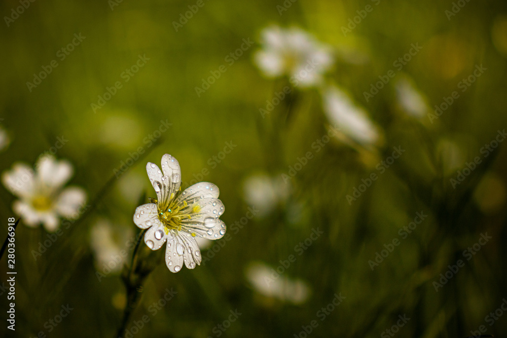common starwort, common starwort, stitchwort, lesser stitchwort, grass like starwort . common starwort, common starwort, stitchwort, lesser stitchwort, grass like starwort .