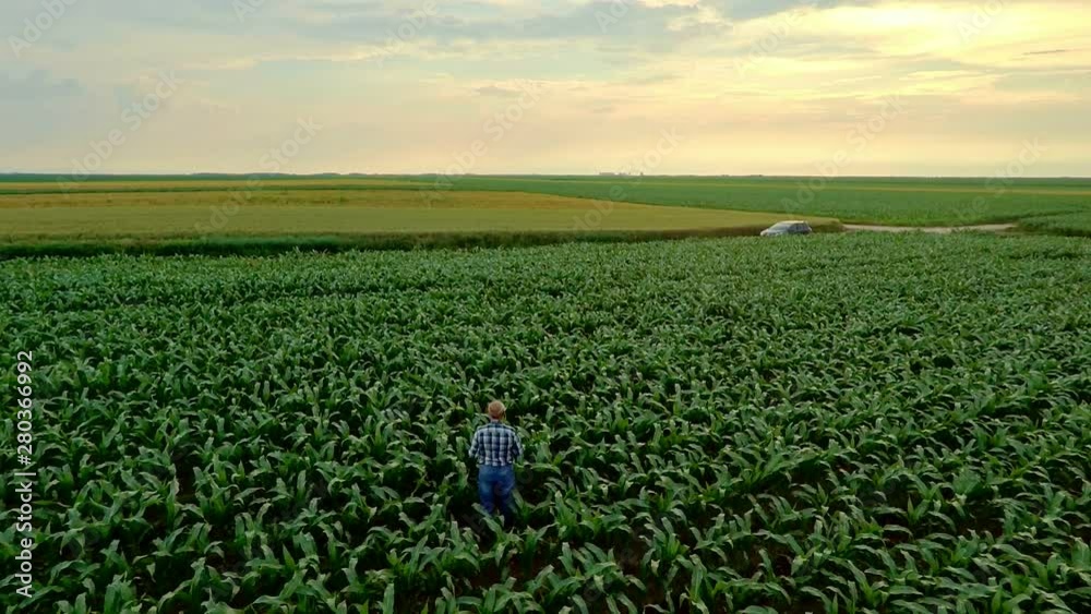 Aerial view of senior farmer standing in corn field examining crop.