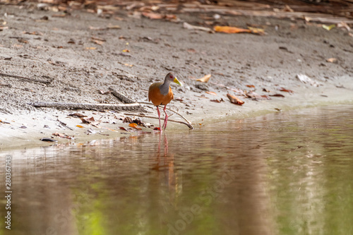 Grey-necked Wood-Rail (Aramides cajanea) in Costa Rica photo