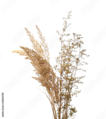 Common bulrush and yellow field flowers isolated on white background with clipping path