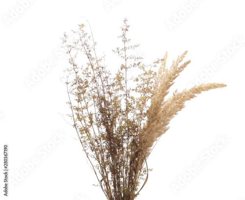Common bulrush and yellow field flowers isolated on white background with clipping path