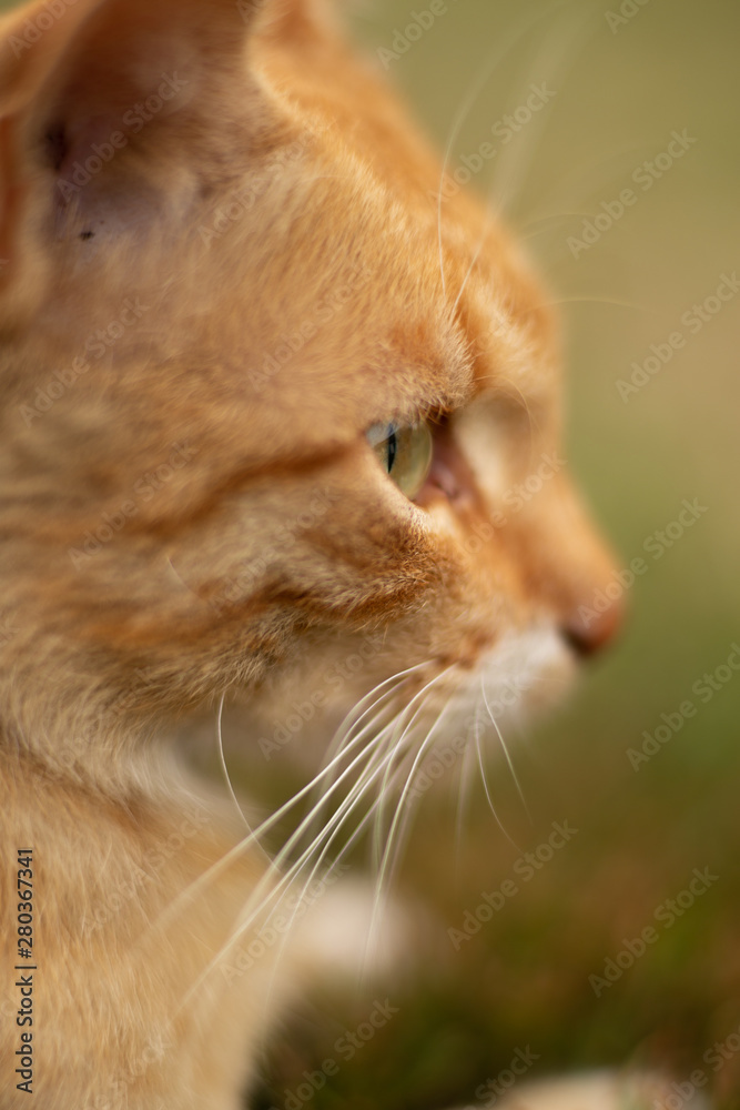 Cute kitten. Ginger cat muzzle with green eyes. White mustache. Close-up.