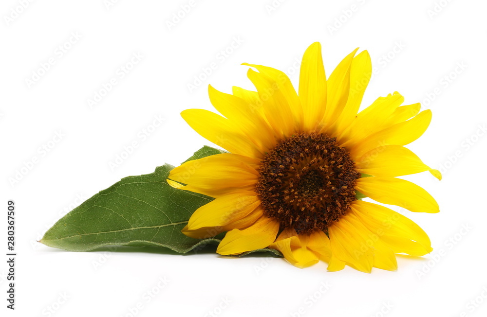 Obraz premium Sunflower with leaf isolated on white background