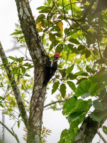 Pileated Woodpecker (Dryocopus pileatus) on a tree, in Costa Rica