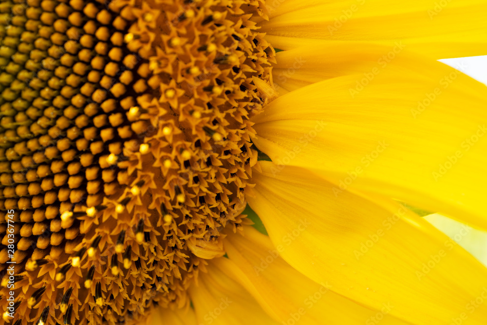 Macro detail of sunflower petal. Flower background with selective focus