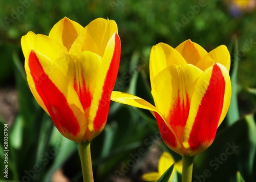 red and yellow tulips