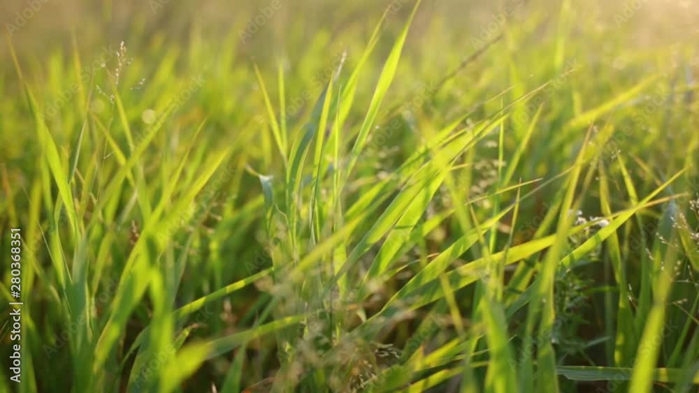 Green fresh wild grass growing outside. Leaf with charcming soft sunset or sunrise backlight. Real time full hd video footage. Green fresh wild grass growing outside. Leaf with charcming soft sunset or sunrise backlight. Real time full hd video footage.