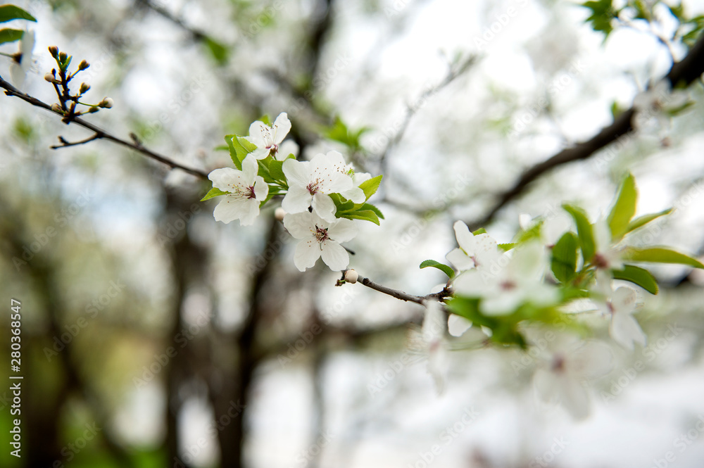 Cherry blossom background. Beautiful spring cherry tree,branch blossoms against blurred background. spring season scene. soft selective focus,close-up Cherry blossom background. Beautiful spring cherry tree,branch blossoms against blurred background. spring season scene. soft selective focus,close-up