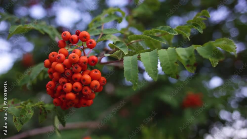 Closeup view of branches of rowan tree growing outside. Real time full hd video footage. Closeup view of branches of rowan tree growing outside. Real time full hd video footage.