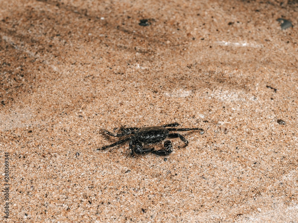 Crab crawling on the sand