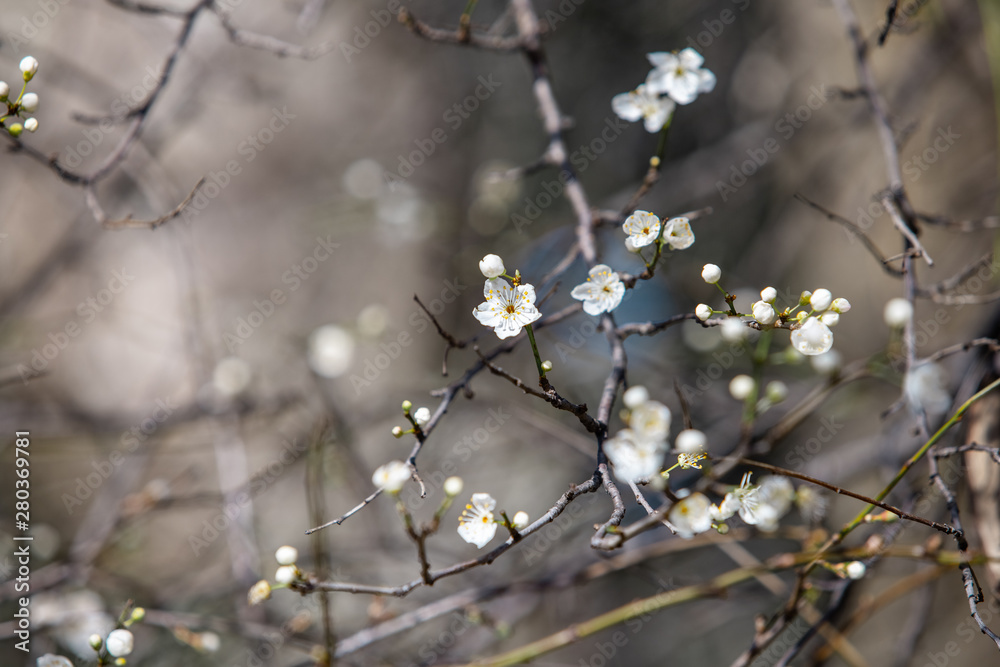 blooming white tree in spring