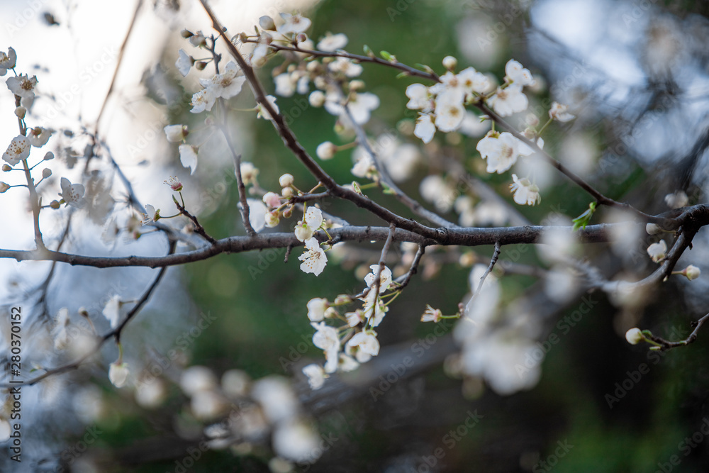 blooming white tree in spring blooming white tree in spring