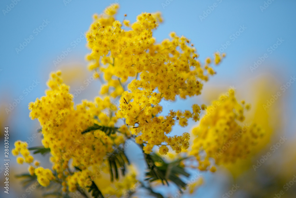 yellow mimosa spring flowering tree yellow mimosa spring flowering tree