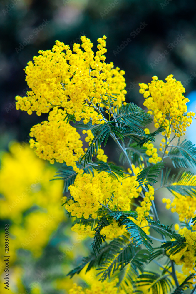 yellow mimosa spring flowering tree yellow mimosa spring flowering tree