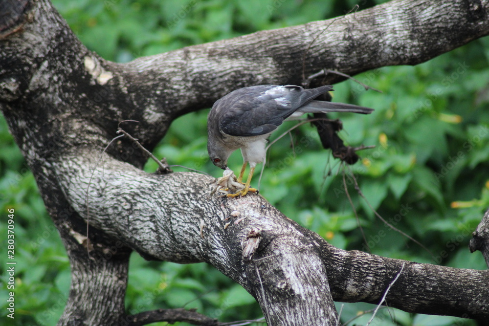 A bird eatting lizard on the tree A bird eatting lizard on the tree