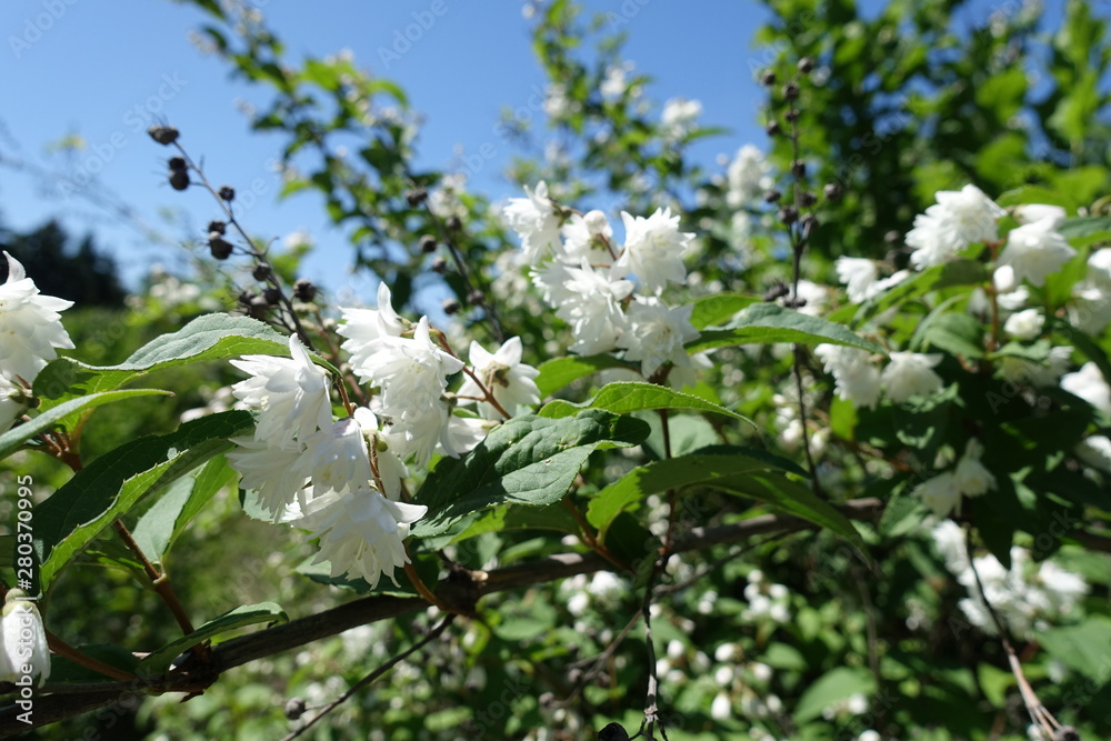Blossoming branch of Deutzia against blue sky in May Blossoming branch of Deutzia against blue sky in May