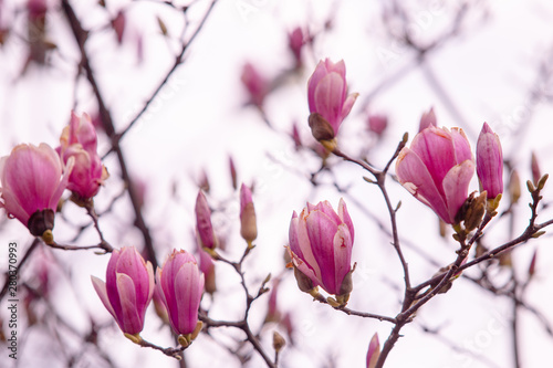 tulip tree blossoms in spring magnolia sulange