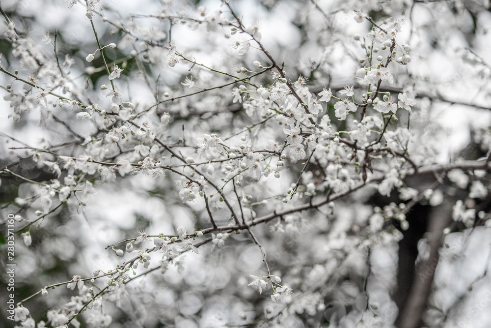 white flowering tree in spring