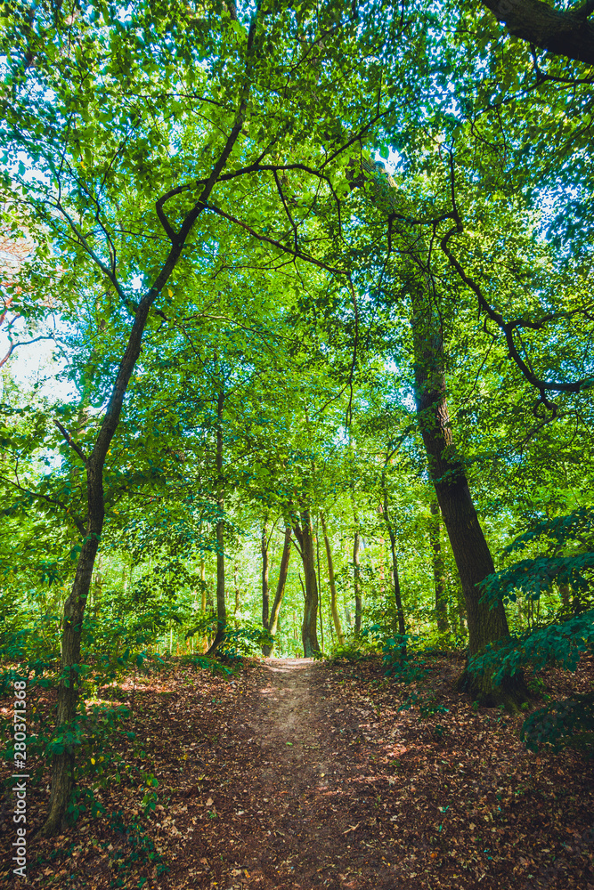 ancient forest for environmental themes ancient forest for environmental themes