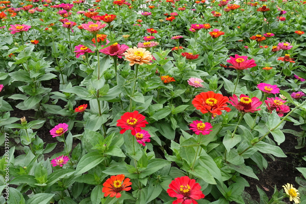A lot of red, pink, orange, beige and magenta colored flowers of zinnia