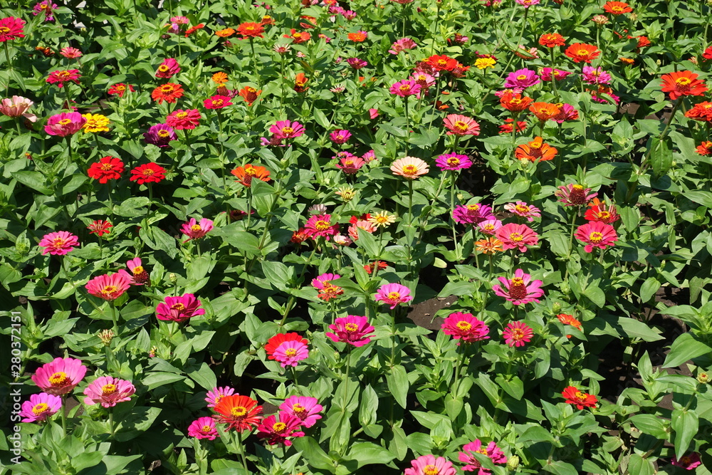Lots of red, pink, orange, beige and magenta colored flowers of zinnia