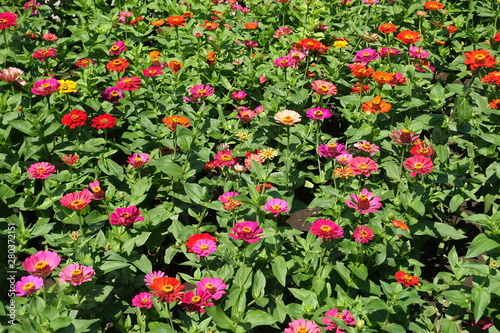 Lots of red, pink, orange, beige and magenta colored flowers of zinnia