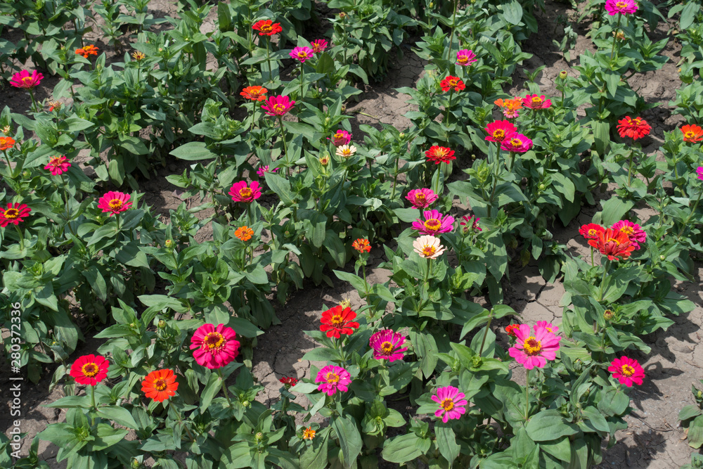 Rows of red, pink, orange, beige and magenta colored zinnias