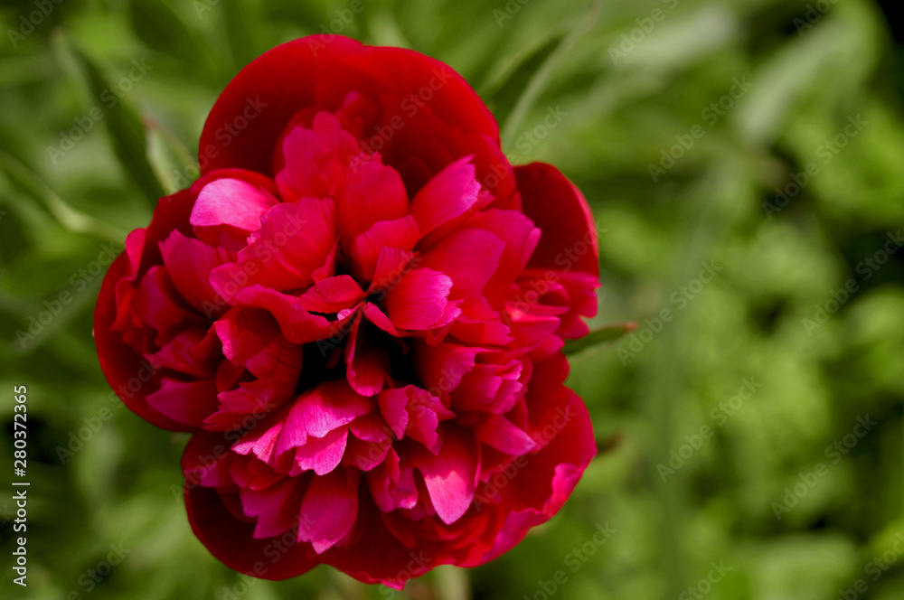 Red peony flower on greenery background.