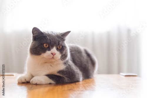 Cute british shorthair cat lying on the desktop