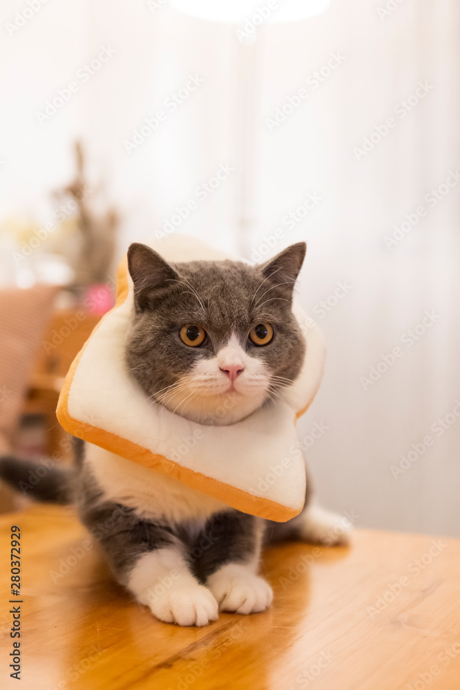 British shorthair cat hanging a piece of bread on the neck