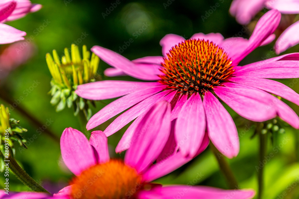 Fototapeta premium Sonnenhüte (Echinacea)