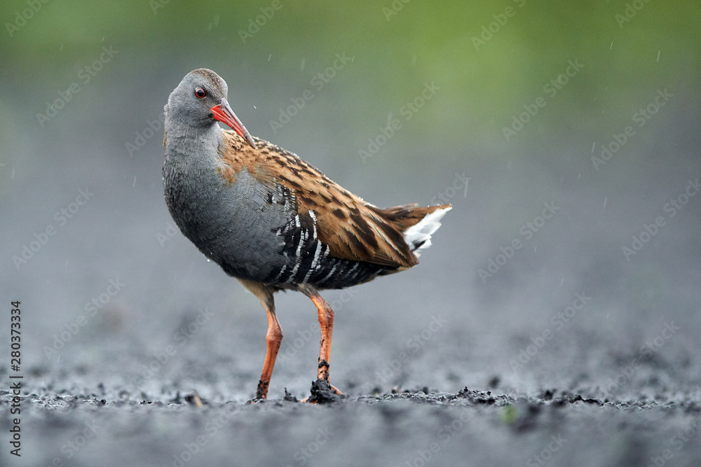 Obraz premium Water Rail (Rallus aquaticus) close up