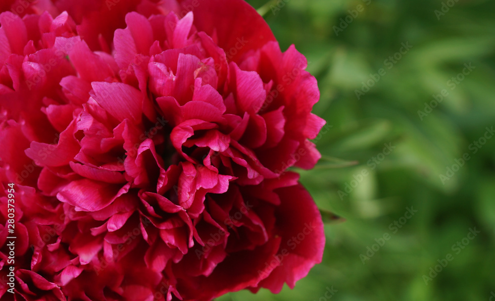 Red peony flower on greenery background.
