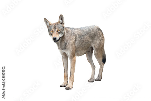 Photos wolf isolated on white