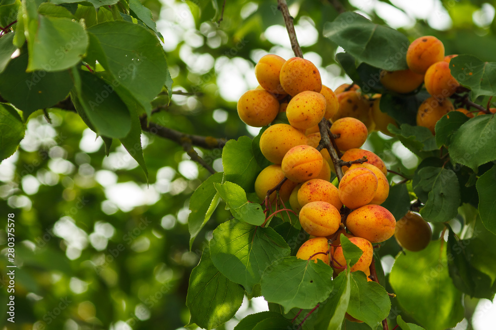 Ripe apricots on the branch. Shallow depth of field