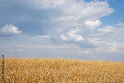 Landscape with oat field and picturesque clouds. Beautiful agricultural landscape with rich and dense field full of rye, wheat or barley
