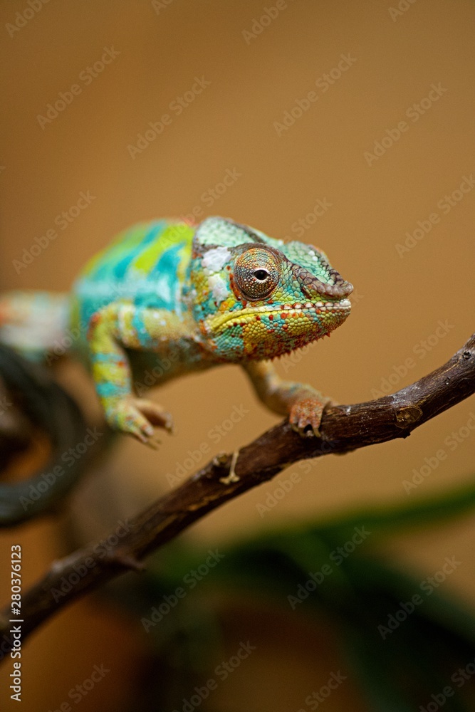 Caméléon portrait animal - reptile Caméléon portrait animal - reptile