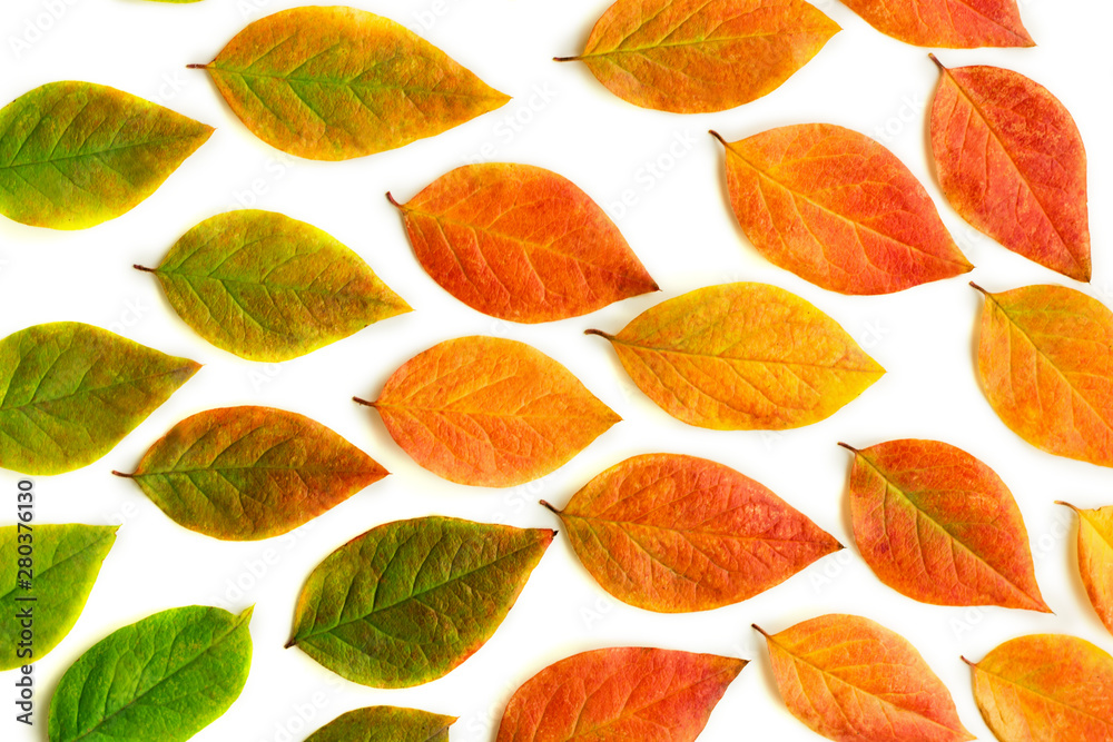 Multicolored dry autumn leaves on white background. Multicolored dry autumn leaves on white background.